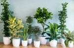 Địa chỉ bán cây nội thất văn phòng tại HCM