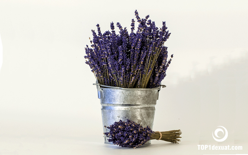Bao quan hoa lavender