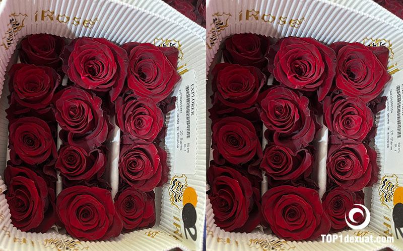 Tác dụng của hoa hồng Ecuador