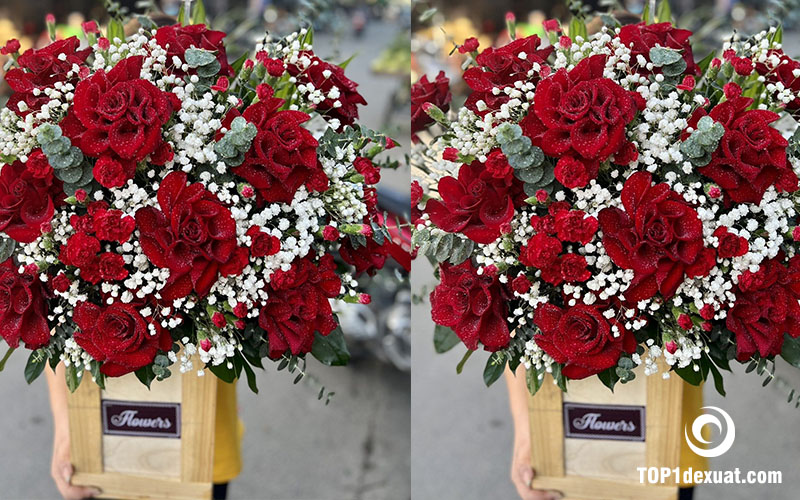 Một số loại hoa hồng Ecuador phổ biến hiện nay