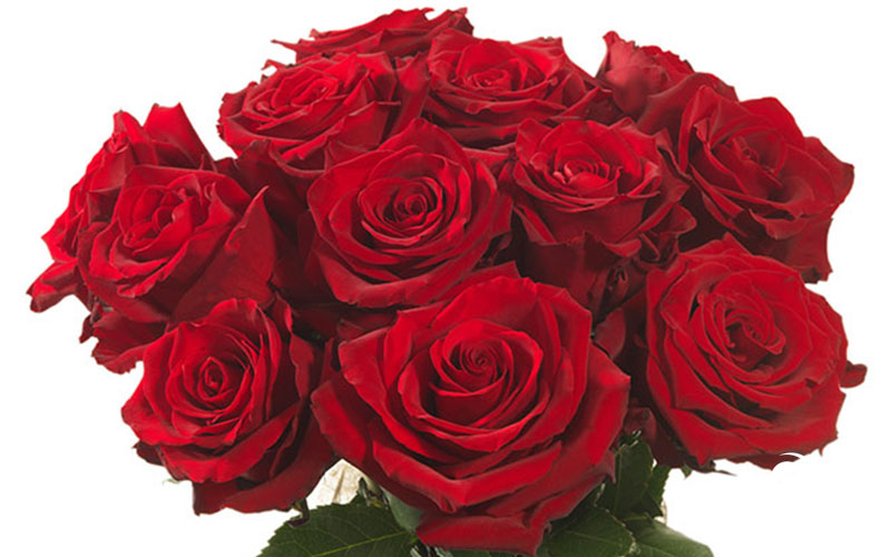 Đặc điểm, phân loại hoa hồng Ecuador